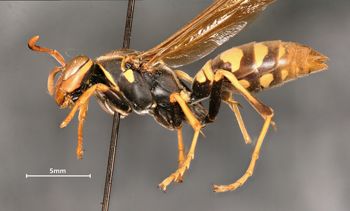 Media type: image;   Entomology 30829 Aspect: habitus lateral view